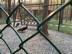 -黄海国家森林公园