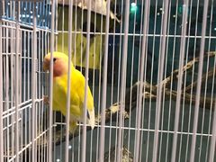 -龟与熊猫宠物公园(南坪店)