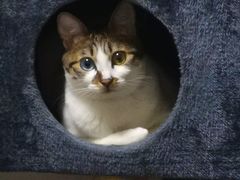 -爱诺耐芙动物医院(万博店)