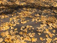 -西北大学(桃园校区)