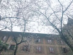 -武汉大学-樱园