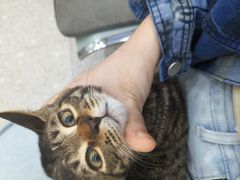 -四月宠物医院·猫专科·心脏专科·内科(转塘店)