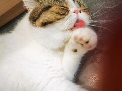 -瞄一喵猫咖(格力海岸店)