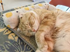 -平行世界·猫咖(首经贸店)