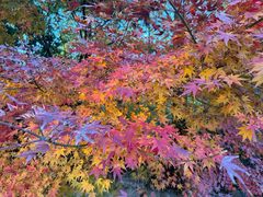 -昆山城市生态森林公园