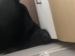 -瑞派福兴宠物医院犬猫全科·骨科·中西医结合(河东店)