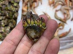 -胖大嫂渔家排档·全海景餐厅(渔村店)