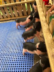 -萌宠亲子动物乐园(槐房万达店)