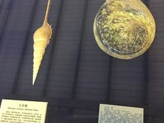 -上海海洋大学鱼文化博物馆(军工路校区)