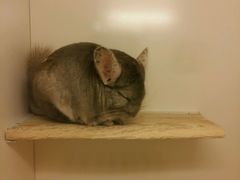 -龙猫仔乐园(惠福东路店)