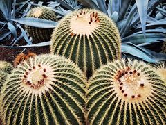 -北京植物园-展览温室