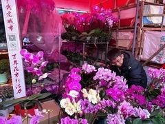 -越秀西湖花市(广州城市广场花卉店)