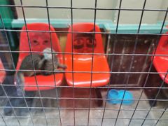 -猫咪博物馆(顶澳仔猫街店)