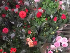 -秦美花卉(天朗·莱茵小城2期店)