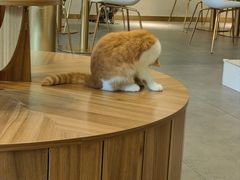 -飞行喵MR PILOT|猫舍·猫咖(静安大融城店)