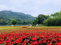 -广州市石门国家森林公园