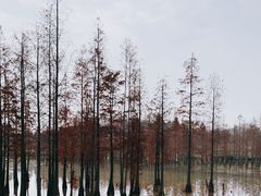 -白鹭湾湿地公园