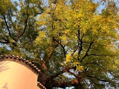 -北京西山国家森林公园