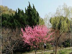 -无锡蠡湖国家湿地公园-蠡园