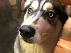 -more than meow吴止猫主题餐厅(承德 中船汇店)