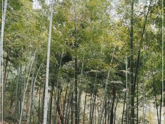 -上海佘山国家森林公园天马山园