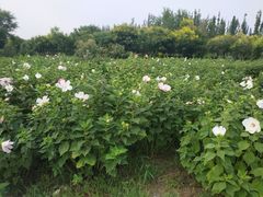 -西青郊野公园