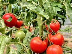 -庞各庄翠芳园西瓜蔬菜基地采摘园