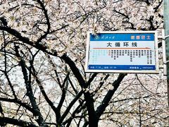 -武汉大学-樱园