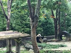 -都江堰中华大熊猫苑
