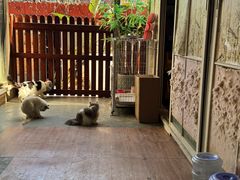 -楼上猫咖(罗湖店)