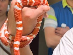 -帕帕拉兹宠物(亚洲旗舰店)