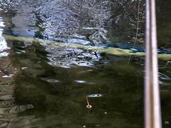 -光头佬室内钓虾场·烧烤·团建·亲子(中山八路店)