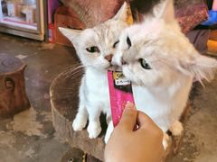 -more than meow吴止猫主题餐厅(承德 中船汇店)