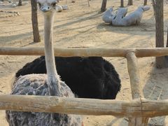 -大连森林动物园