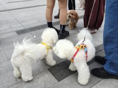 -翊宠yipet猫狗购宠庄园犬舍•猫舍