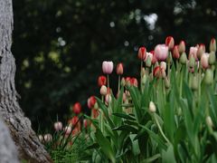 -上海鲜花港
