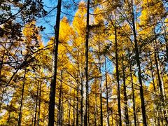 -帽儿山国家森林公园