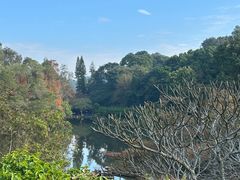 -深圳仙湖植物园
