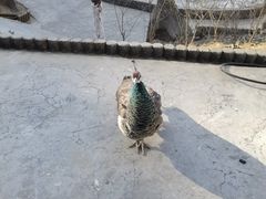 -栾川竹海野生动物园