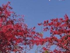 -上海滨江森林公园