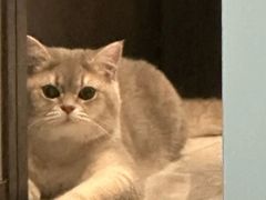 -欣宠猫屋·矮脚拿破仑·蓝金金渐层