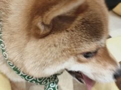 -逗柴咖啡屋·狗咖猫咖宠物桌游