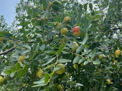 -米村拌饭(银泰中心店)