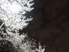 -武汉大学-樱园
