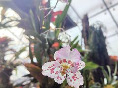 -北京植物园-展览温室