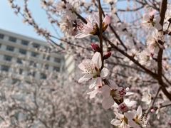 -中国医科大学附属盛京医院(滑翔院区)