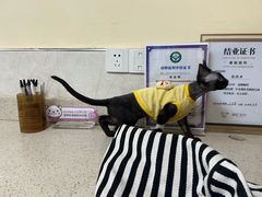 -动物缘宠物医院·骨科·猫科(西二环店)