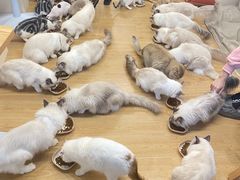 -有喵·猫咖·狗咖·30几只猫10只小狗(岗厦店)