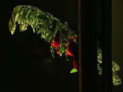 -LAMP BAR 水烟音乐酒吧