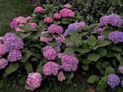 -天津医科大学肿瘤医院(本部院区)